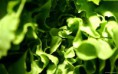 /album/photogallery/a00636-greenstuff-2560x1600-jpg/